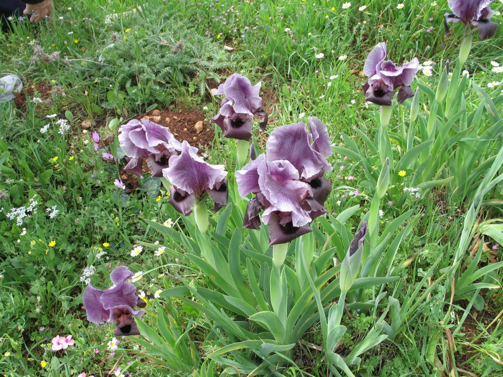 Image of Gilboa lily