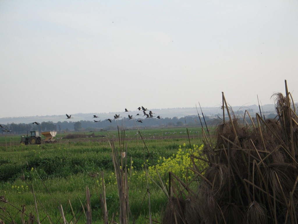 Image of Hula bird migration