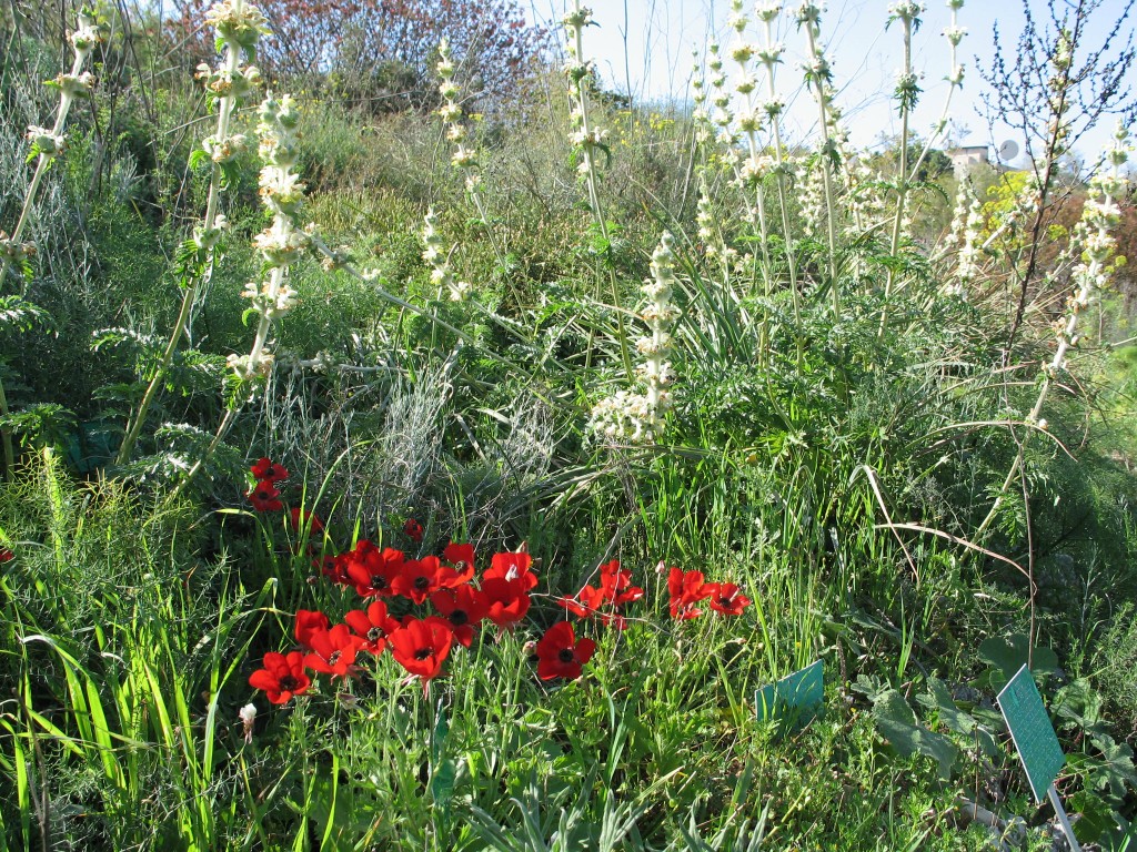 Image of Tel Aviv Botancial Garden